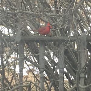 Meet your Posher, The Shopper